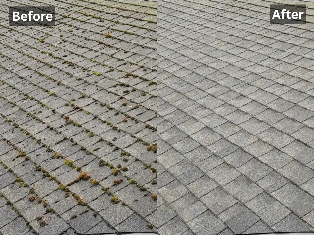 Asphalt shingle roof dotted with moss clumps along every seam, then the same roof cleaned